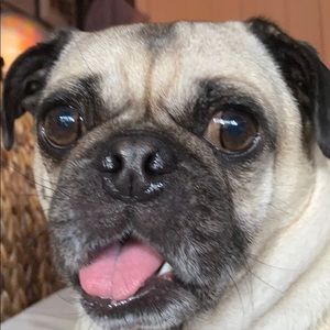 Meet your Posher, Mia